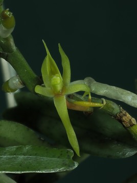 Orchidée de Madagascar