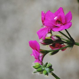 Une fleur de saison.