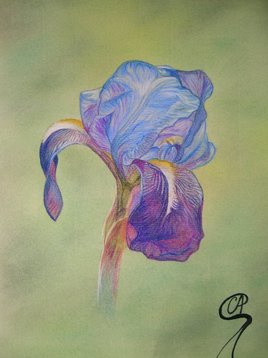 Iris - Fleurs au pastel