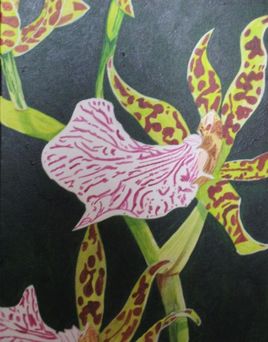 Orchidée V