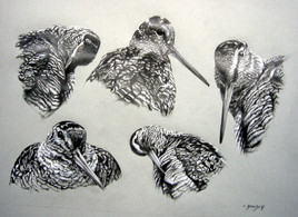 Etude de B&eacute;casses