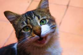 CHAT DERRIER UNE PORTE