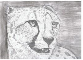 guepard