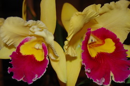 Orchidée : Cattleya hybride