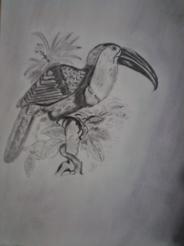 Toucan