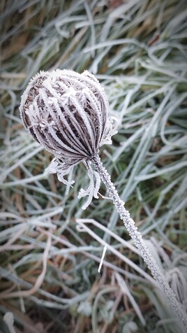 Premi&egrave;re gel&eacute;e