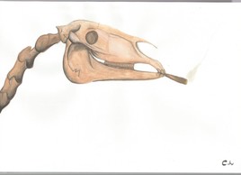 Le crâne à la cigarette