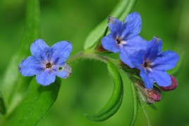 Fleur bleue de mouron...