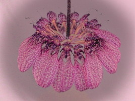 Cyrrhopetalum eberhardtii