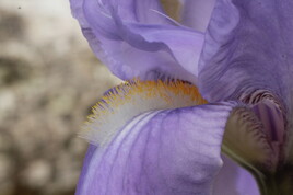 Langue d’Iris bleue