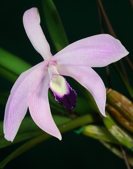 Orchidée du Brésil