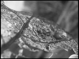 la dentelle au naturel...