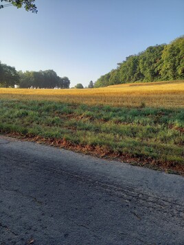 Le champ de blé au matin.