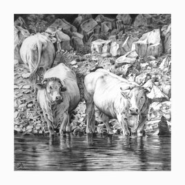 Vaches en bord de Loire