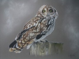 Hibou des marais