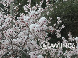 Neige de F&eacute;vrier