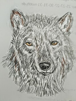 Le chien Loup