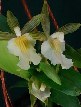 Orchidée du Panama