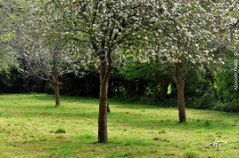 Verger en fleurs