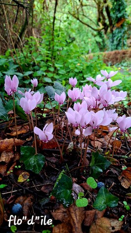 CYCLAMENS