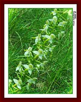 Platenthera bifolia - Orchidée