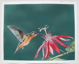 colibri ermite bronzé et passiflore