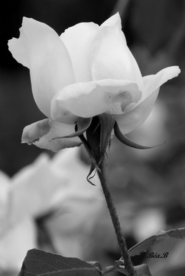 Rose blanche