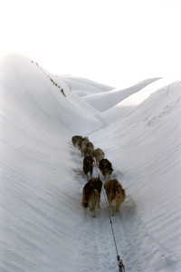 Chiens de tra&icirc;neau 2