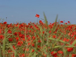 Profondeur de champ 2