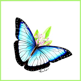 Morpho bleu sur fleurs d'Ixora