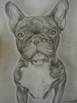 Bouledogue Français