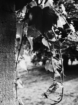 Entre ombre et lierre