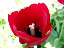 Rouge la tulipe!