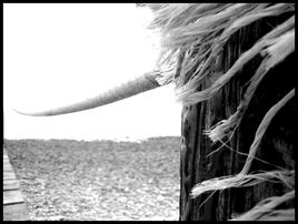 Corde 