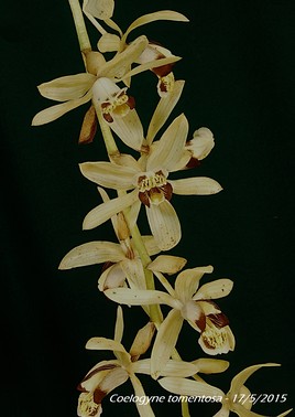 Une orchidée des Célèbes