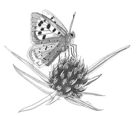 Papillon cuivré
