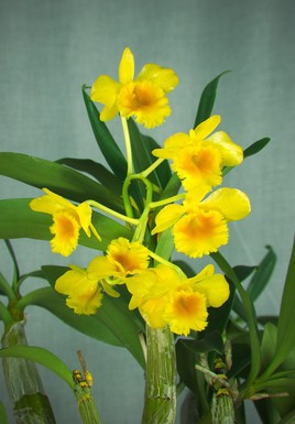 Orchidée de Birmanie