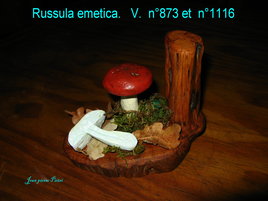 Russula emetia