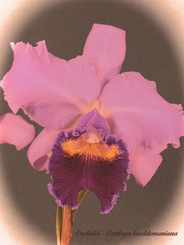 Orchidée - Cattleya lueddemaniana