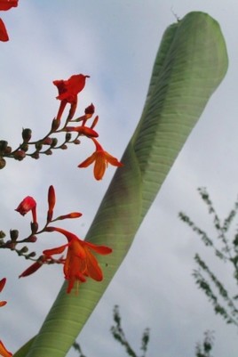 ROULEAU DE PRINTEMPS