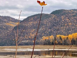 Une feuille qui s'accroche