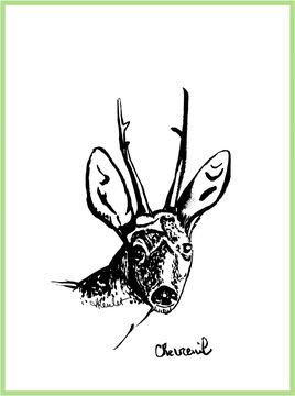 Portrait chevreuil (Capreolus capreolus) / Drawing Portrait of a deer