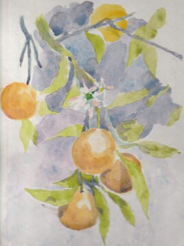 Branche d'oranger
