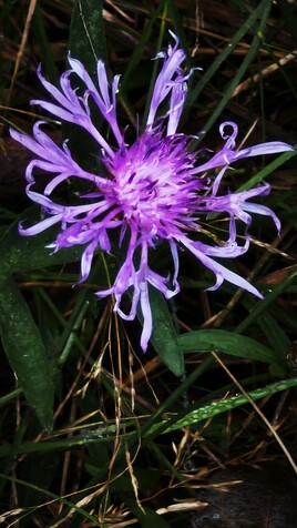 centaur&eacute;e une des derni&egrave;res de la saison
