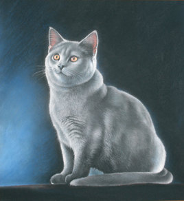 Morgan, le Chat gris
