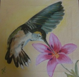 petit colibri