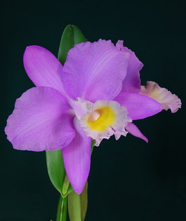 Orchidée Cattleya Beaumesnil.