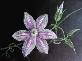 Clématite rose « Sally » / Drawing The pink clematis « Sally »