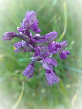 Orchidée Bouffon