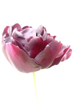 pureté d'une Black Hero